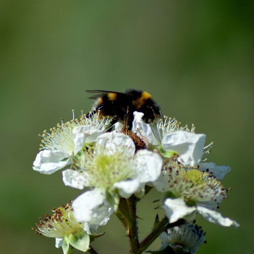 Honey Bee Immune Formula