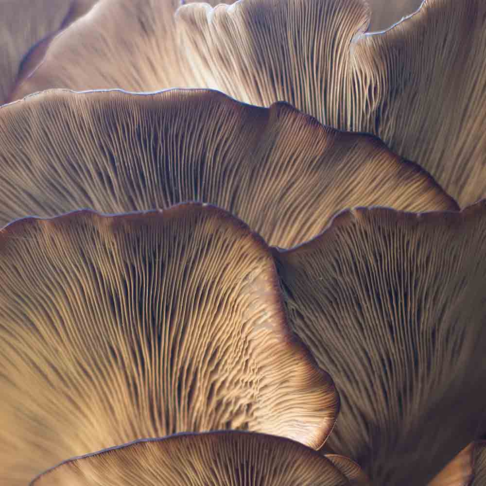 Organic Mushroom Immune Power